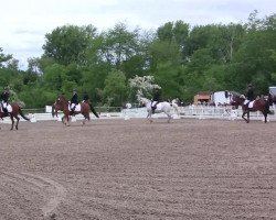 Dressurpferd Bonito 405 (Deutsches Reitpony, 2004, von Bernstein)