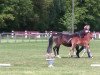 dressage horse Dimduro (German Riding Pony, 2013, from Dimension AT NRW)