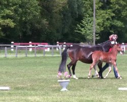 dressage horse Dimduro (German Riding Pony, 2013, from Dimension AT NRW)