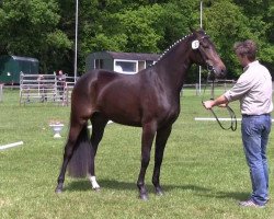 broodmare Diara (Westphalian, 2010, from Delamanga)