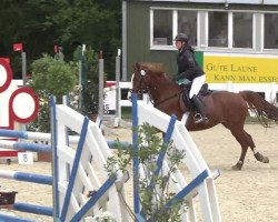 jumper Honey 70 (German Sport Horse, 2005, from Gingerino)