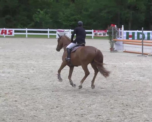 horse Curt 17 (Württemberger, 2008, from Casinos)