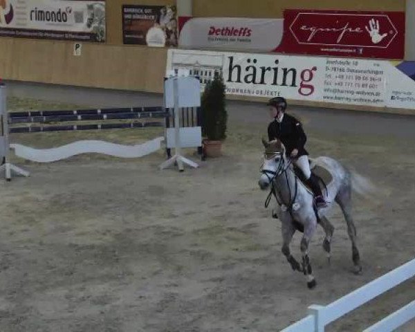 Springpferd Clear Round 15 (Oldenburger Springpferd, 2008, von Champion du Lys)