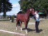 dressage horse Santana (Westphalian, 2010, from Sunday)