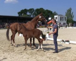 Springpferd Cedric 90 (Westfale, 2013, von Cascadello)