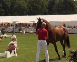 broodmare Amicella (Westphalian, 2010, from Ampère)