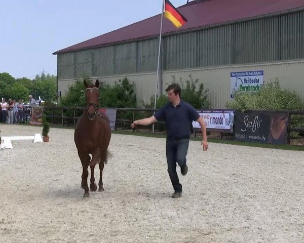 horse A Nice Lady H (German Riding Pony, 2010, from Airman xx)