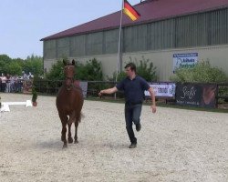 Pferd A Nice Lady H (Deutsches Reitpony, 2010, von Airman xx)