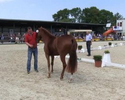 broodmare Hermine (German Riding Pony, 2010, from Hemingway B)