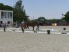 dressage horse Fittipaldi 38 (Westphalian, 2013, from Feedback 16)