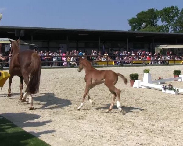 dressage horse Stute von Franziskus (Westphalian, 2013, from Franziskus FRH)