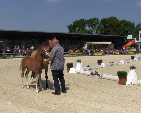 Dressurpferd Hengst von FS_Numero_Uno (Deutsches Reitpony, 2013, von Fs Numero Uno)