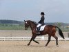 dressage horse Rimrok (Mecklenburg, 1998, from Rapallo)