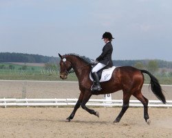 dressage horse Rimrok (Mecklenburg, 1998, from Rapallo)