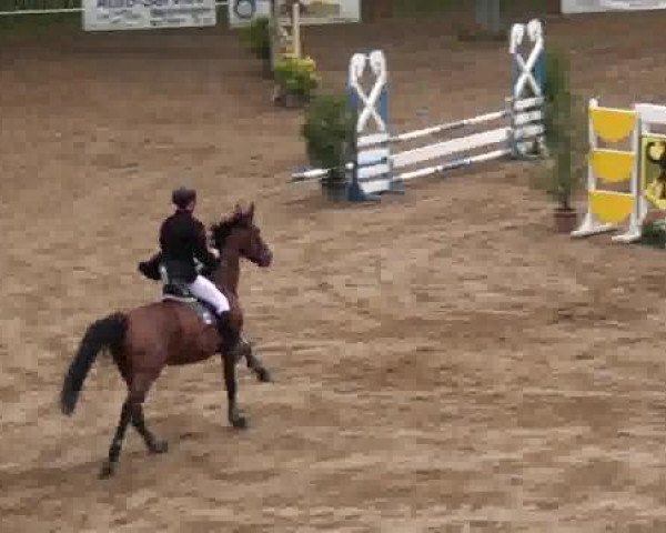 Springpferd Quentaya (Deutsches Reitpferd, 2007, von Qvenetie)