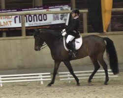 dressage horse Louca (Danish Warmblood, 2003, from Loudini)