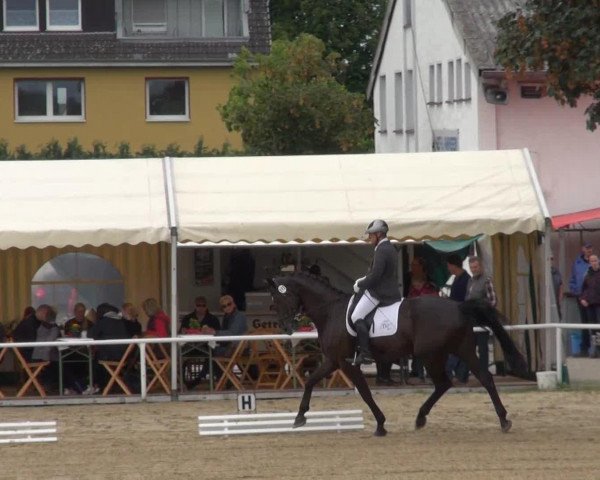 dressage horse Salo (Westphalian, 2007, from Sandro Bedo)