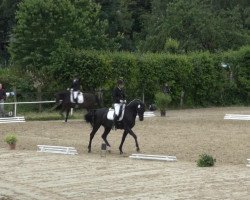 dressage horse Demi Moore 18 (Hanoverian, 2009, from Desperados FRH)