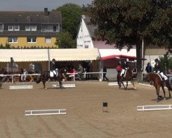 dressage horse Duty Free 22 (Westphalian, 2009, from Diamond Hit)