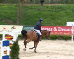 jumper Quilly (Oldenburg show jumper, 2006, from Quidam de Revel)