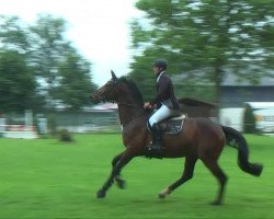 Springpferd Sir Robin of Loxley 2 (Oldenburger, 2008)