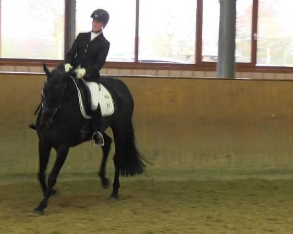 dressage horse Rhythm Divine M (Hanoverian, 2009, from Rubinero 2)