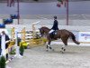 jumper For White Foot (Oldenburg show jumper, 2008, from For Pleasure)