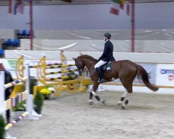 jumper For White Foot (Oldenburg show jumper, 2008, from For Pleasure)