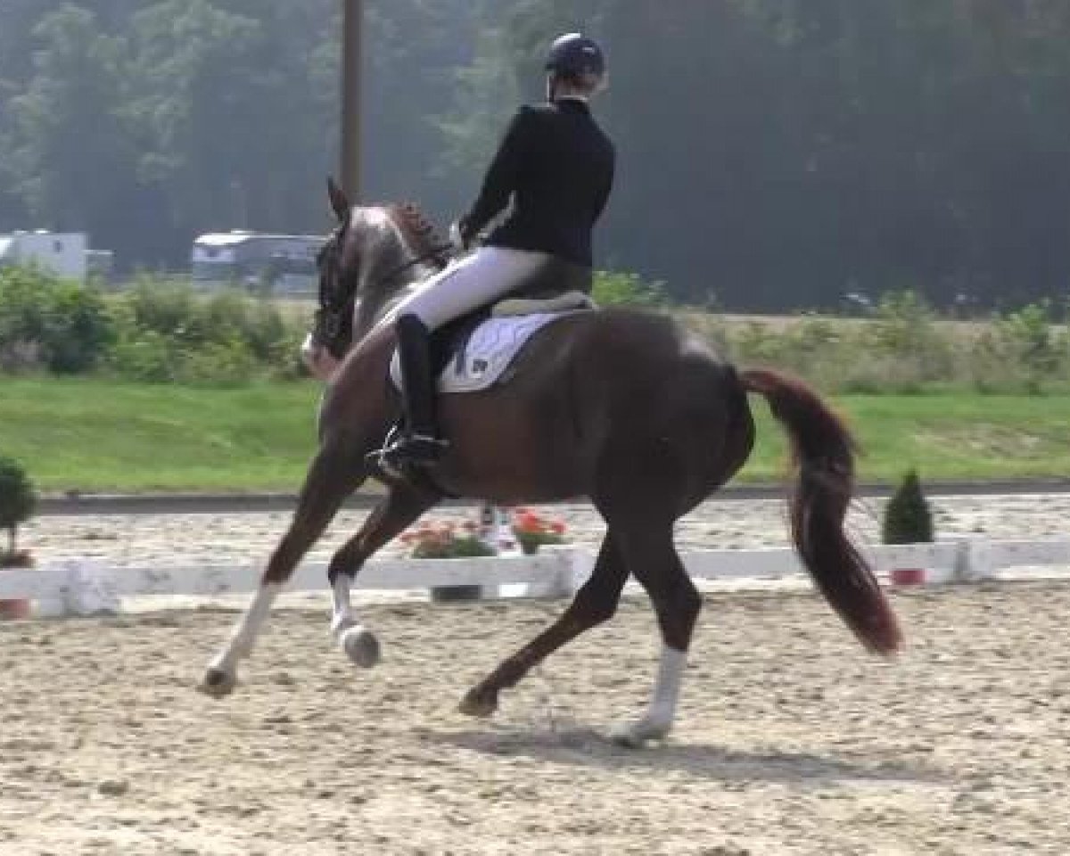 Dressurpferd Queeny 81 (Westfale, 2008, von Quaterback)