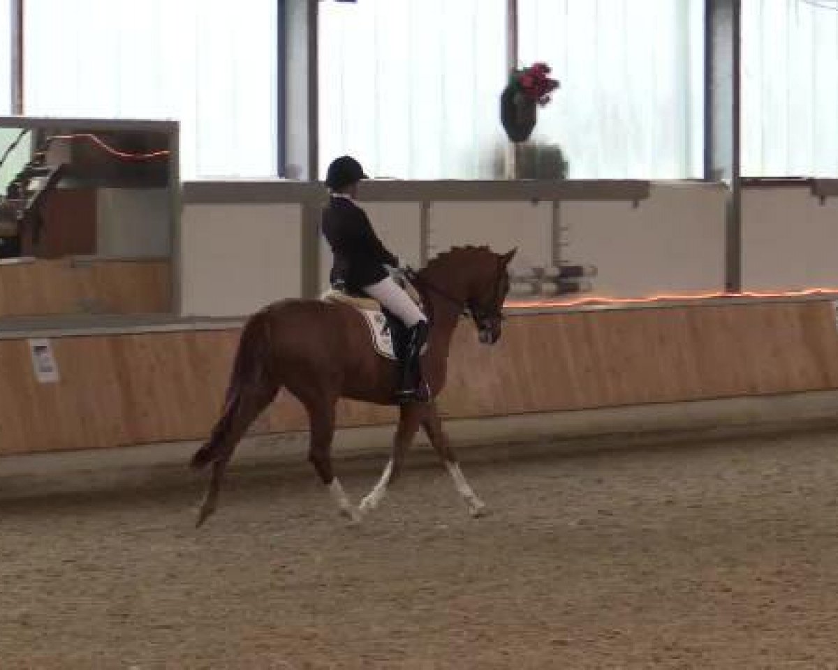 dressage horse Sweet Caroline 6 (Hanoverian, 2009, from Sir Donnerhall I)
