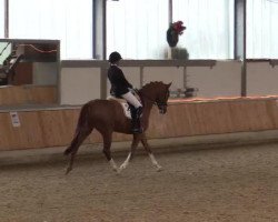 dressage horse Sweet Caroline 6 (Hanoverian, 2009, from Sir Donnerhall I)