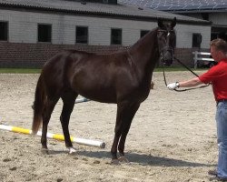 broodmare Debby (Westphalian, 2010, from De Kooning)