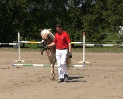 Zuchtstute Amely (Haflinger, 2010, von Augartner)