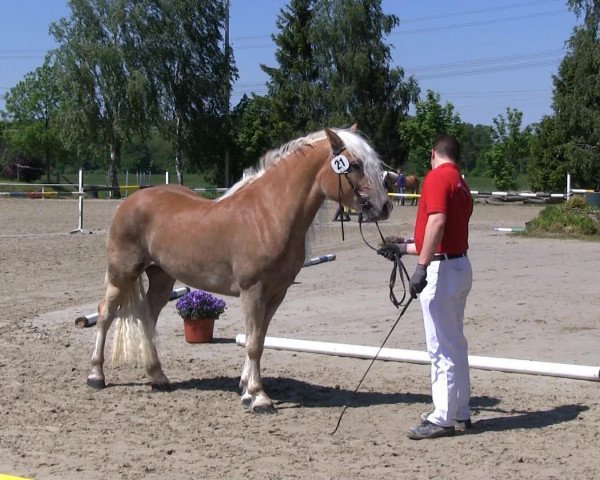 horse Welina (Westphalian, 2010, from Wunderknabe)