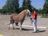 horse Welina (Westphalian, 2010, from Wunderknabe)