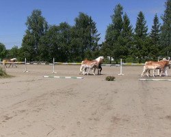 dressage horse Stute von Sternstunde (Haflinger, 2013, from Sternstunde)