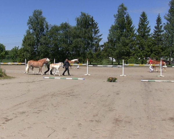 dressage horse Annabell 543 (Haflinger, 2013, from Anero)
