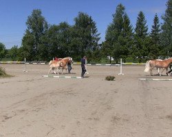 horse Hengst von Wunderknabe (Haflinger, 2013, from Wunderknabe)