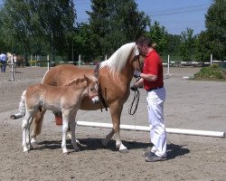 Pferd Brunello (Haflinger, 2013, von Blickfang)