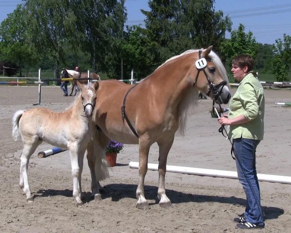 horse Hengst von Wunderknabe (Haflinger, 2013, from Wunderknabe)