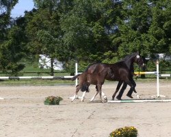 Zuchtstute Tuccaloosa (Westfale, 2013, von Taloubet Z)