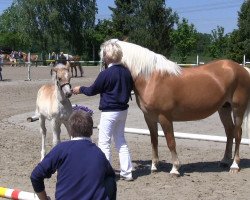 Pferd Stute von Sonnensturm (Haflinger, 2013, von Sonnensturm)