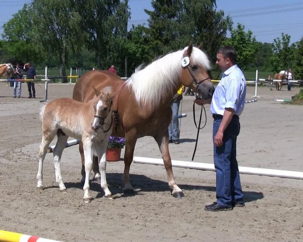 Pferd Hengst von Stano (Haflinger, 2013, von Stano)