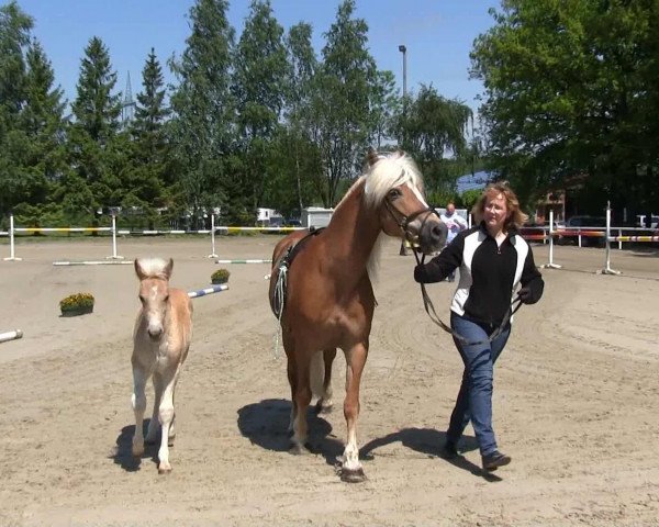 stallion Stern-Bube (Haflinger, 2013, from Sterntaenzer)