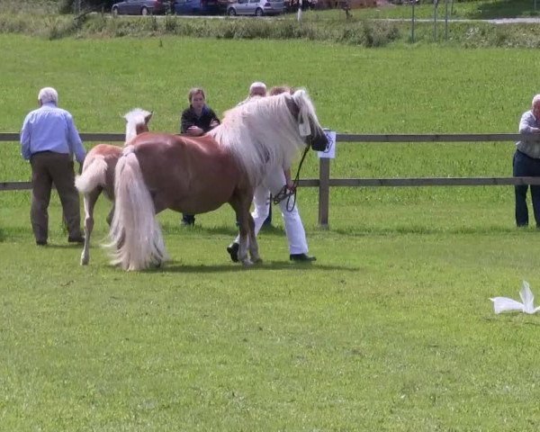 Pferd Stute von Wunderknabe (Haflinger, 2013, von Wunderknabe)