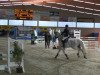 jumper Hazel 46 (Hanoverian,  )