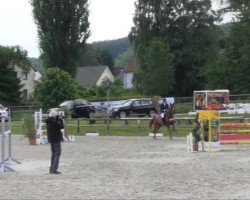 jumper Cara 161 (German Sport Horse, 2008, from Canterbury)