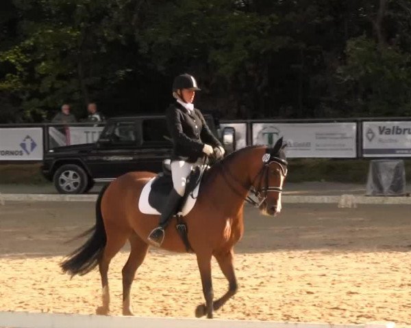 dressage horse Bounty 229 (KWPN (Royal Dutch Sporthorse), 2005)