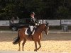 dressage horse Bounty 229 (KWPN (Royal Dutch Sporthorse), 2005)