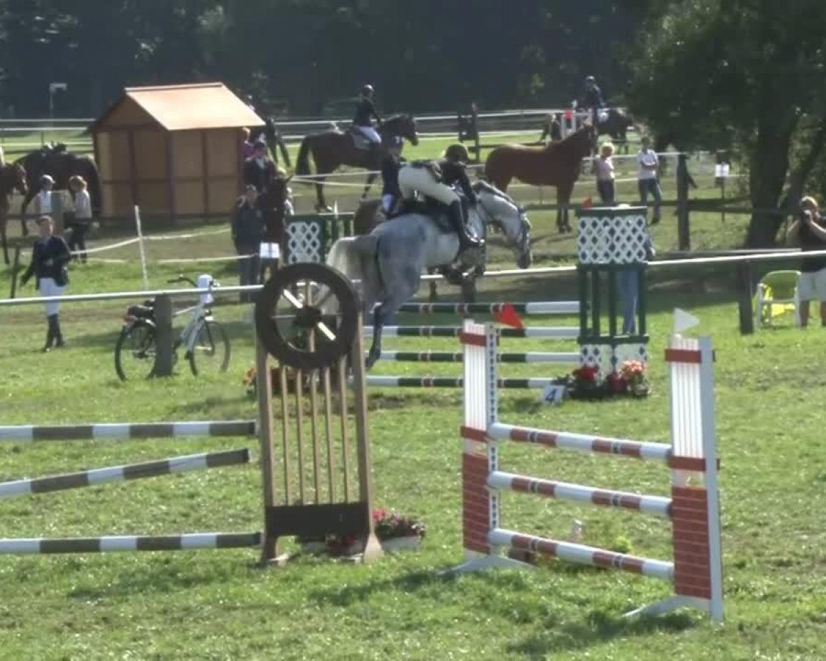 jumper Goldana FB (Hanoverian, 2007, from Gibraleon)